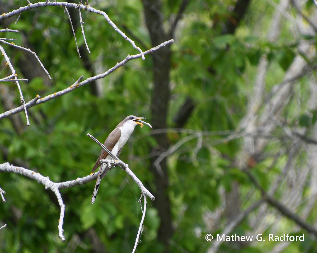 Yellow-billed Cuckoo - ML620237083