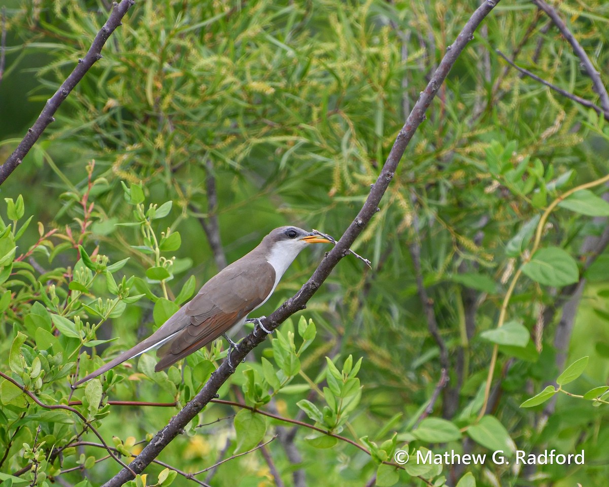 Yellow-billed Cuckoo - ML620237084