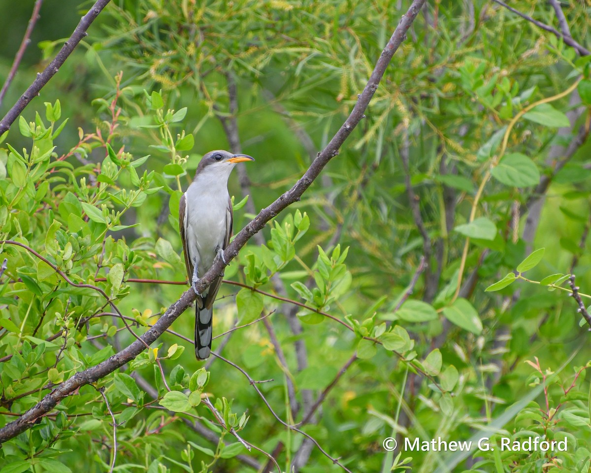 Yellow-billed Cuckoo - ML620237085