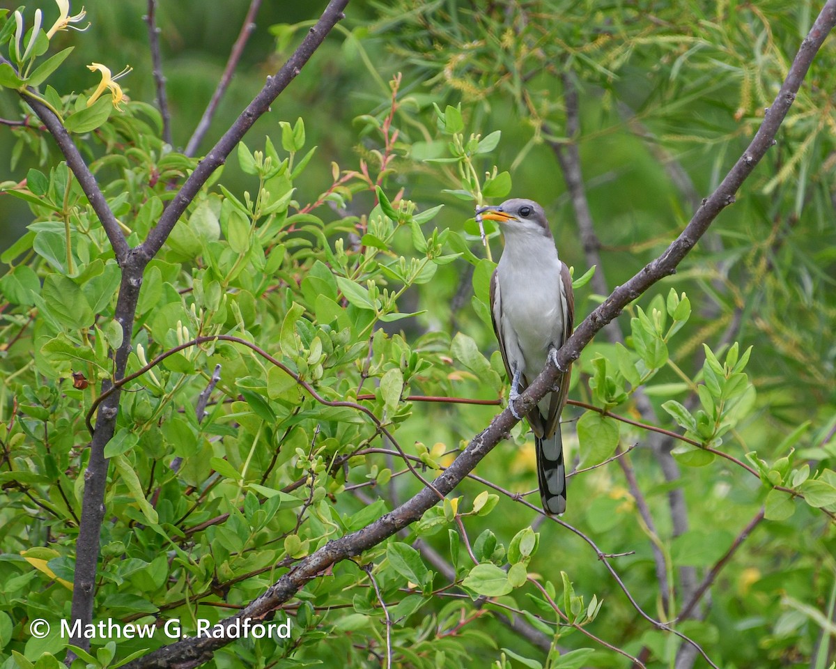 Yellow-billed Cuckoo - ML620237087