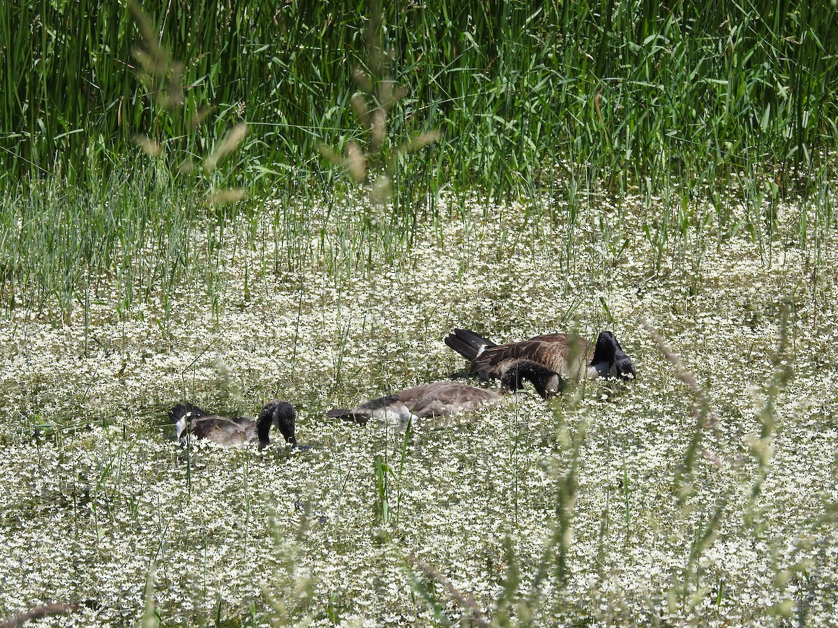 Canada Goose - ML620237092