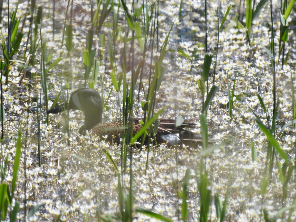 Blue-winged Teal - ML620237116