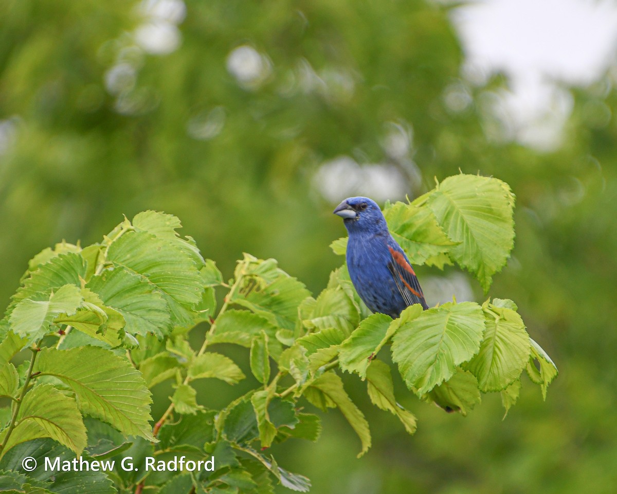 Blue Grosbeak - ML620237126