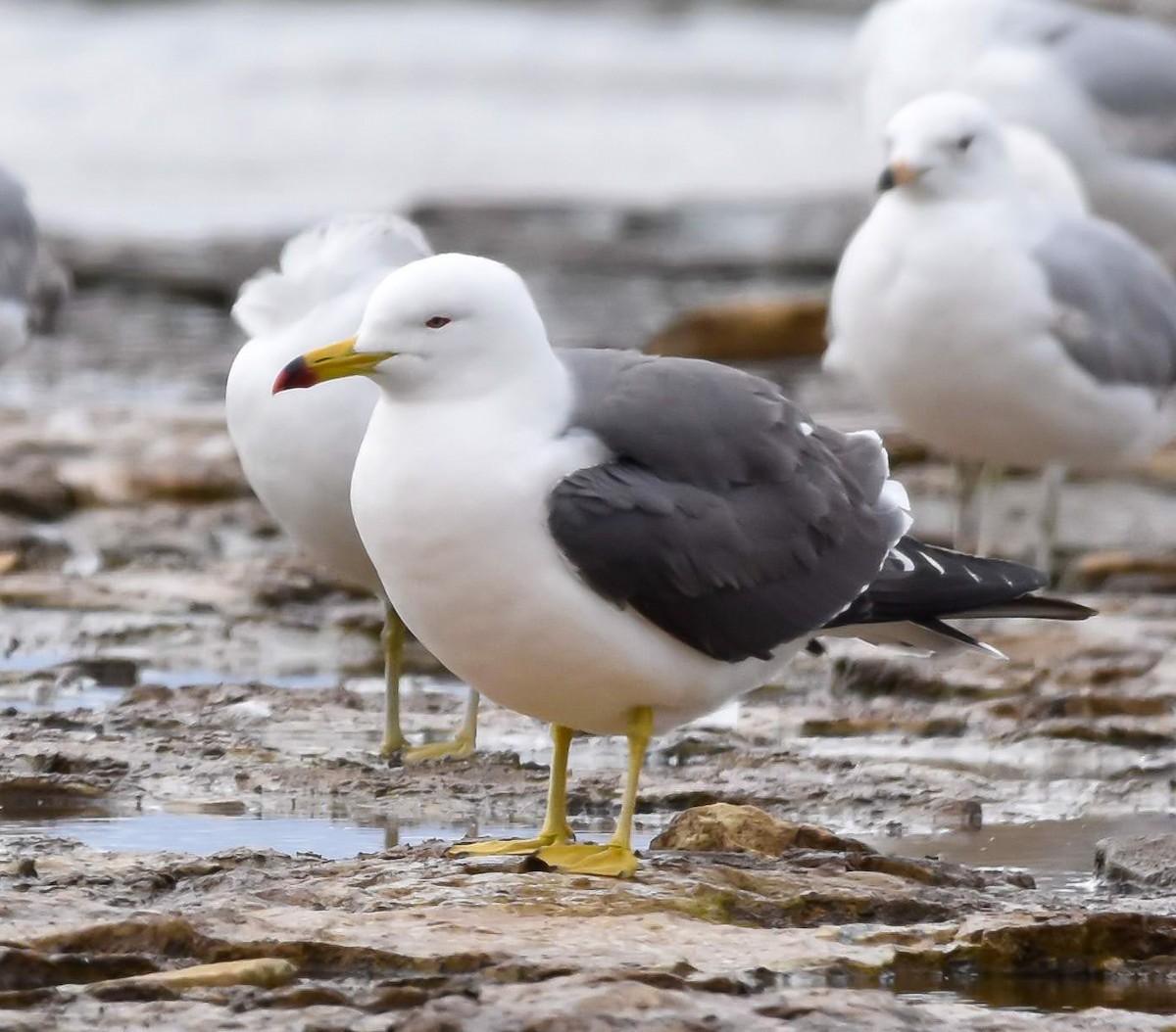 Black-tailed Gull - Lawrence Grennan