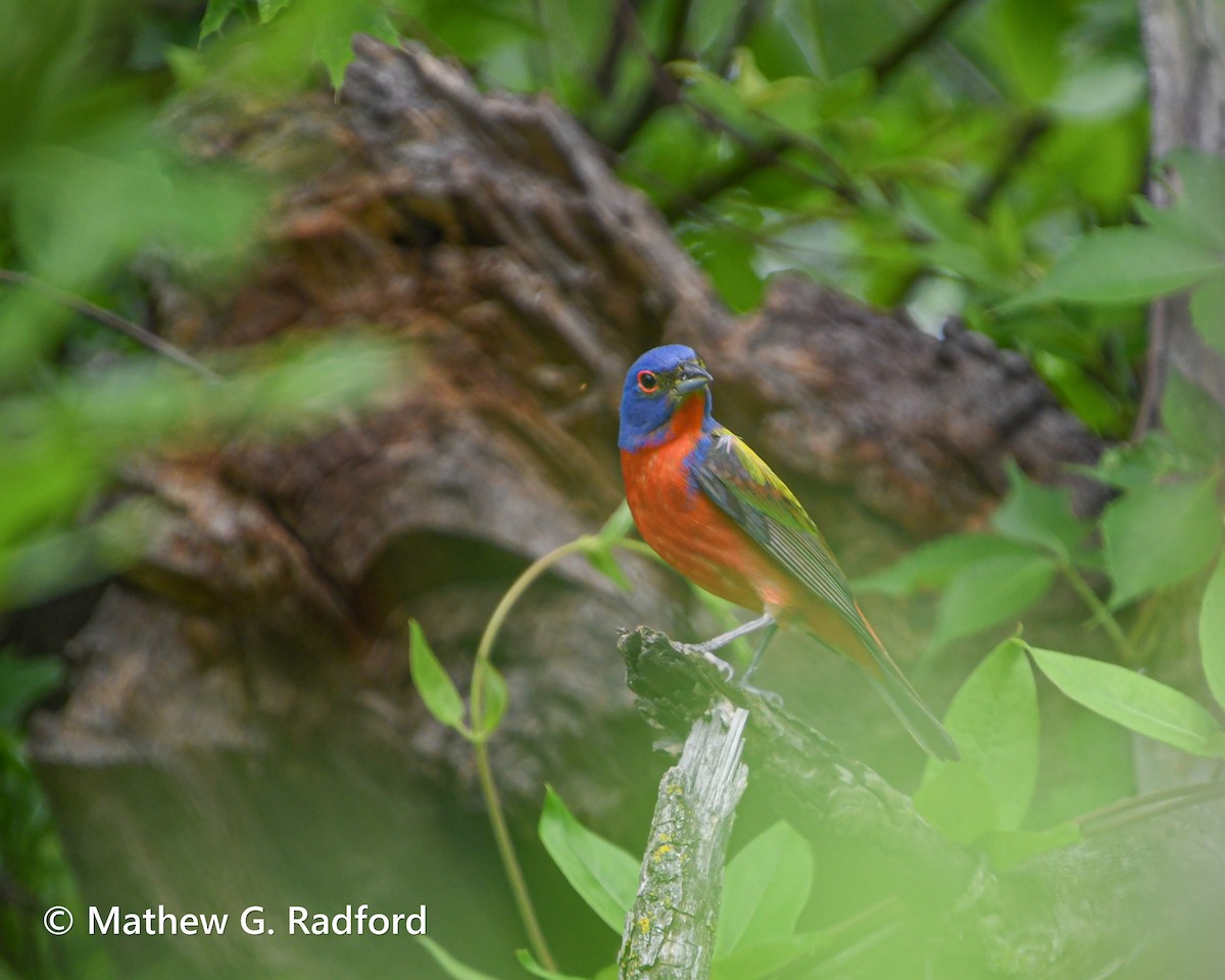 Painted Bunting - ML620237132