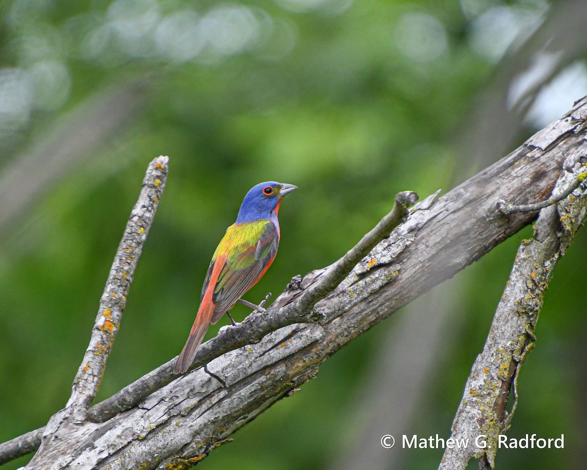 Painted Bunting - ML620237133