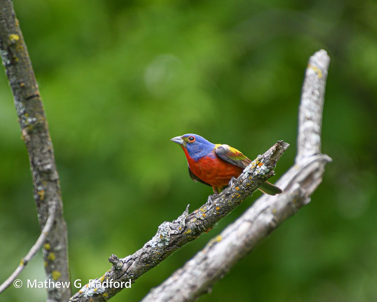 Painted Bunting - ML620237134