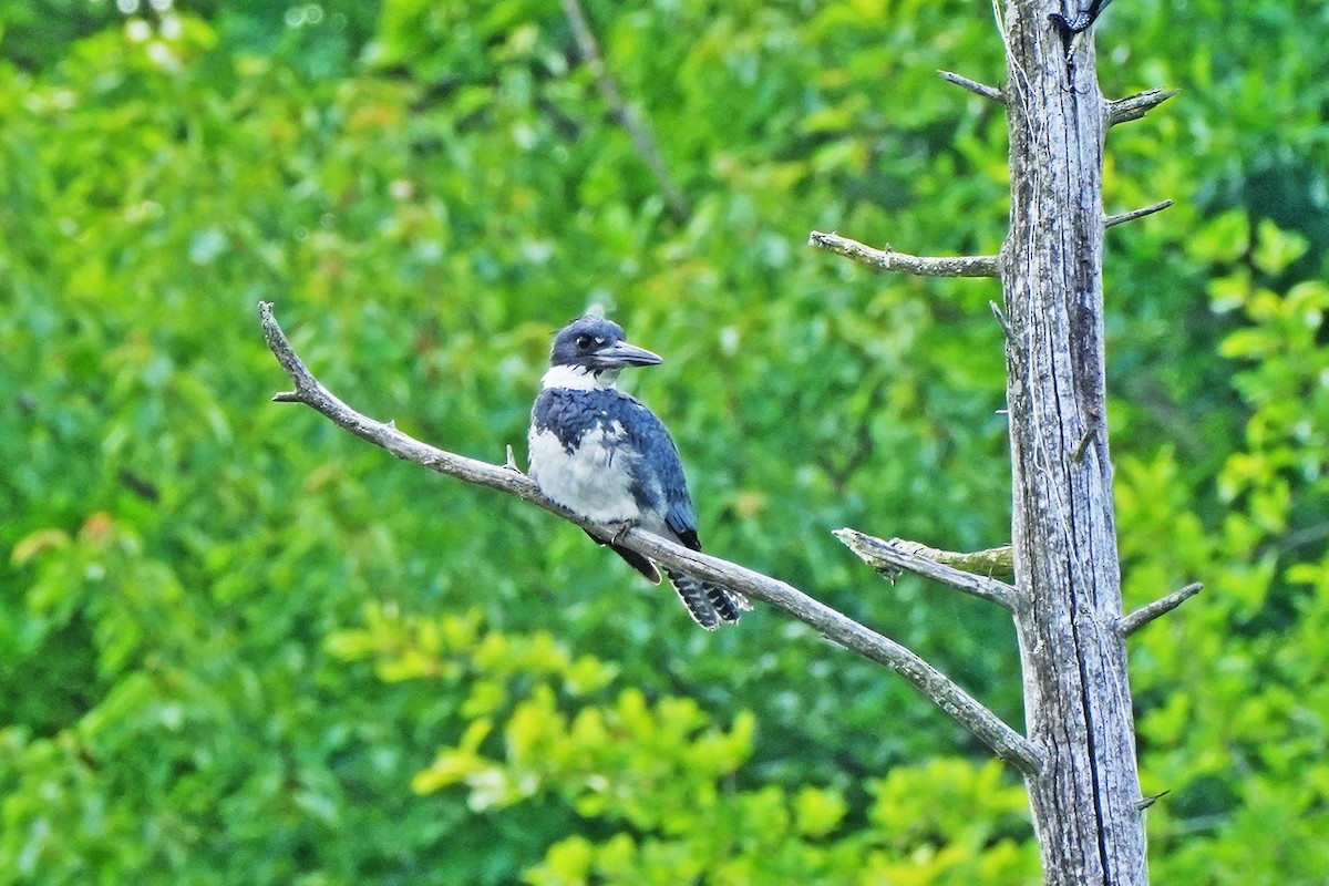 Belted Kingfisher - ML620237138