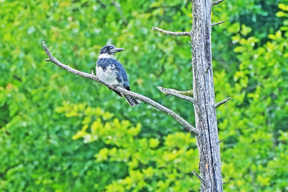 Belted Kingfisher - ML620237139