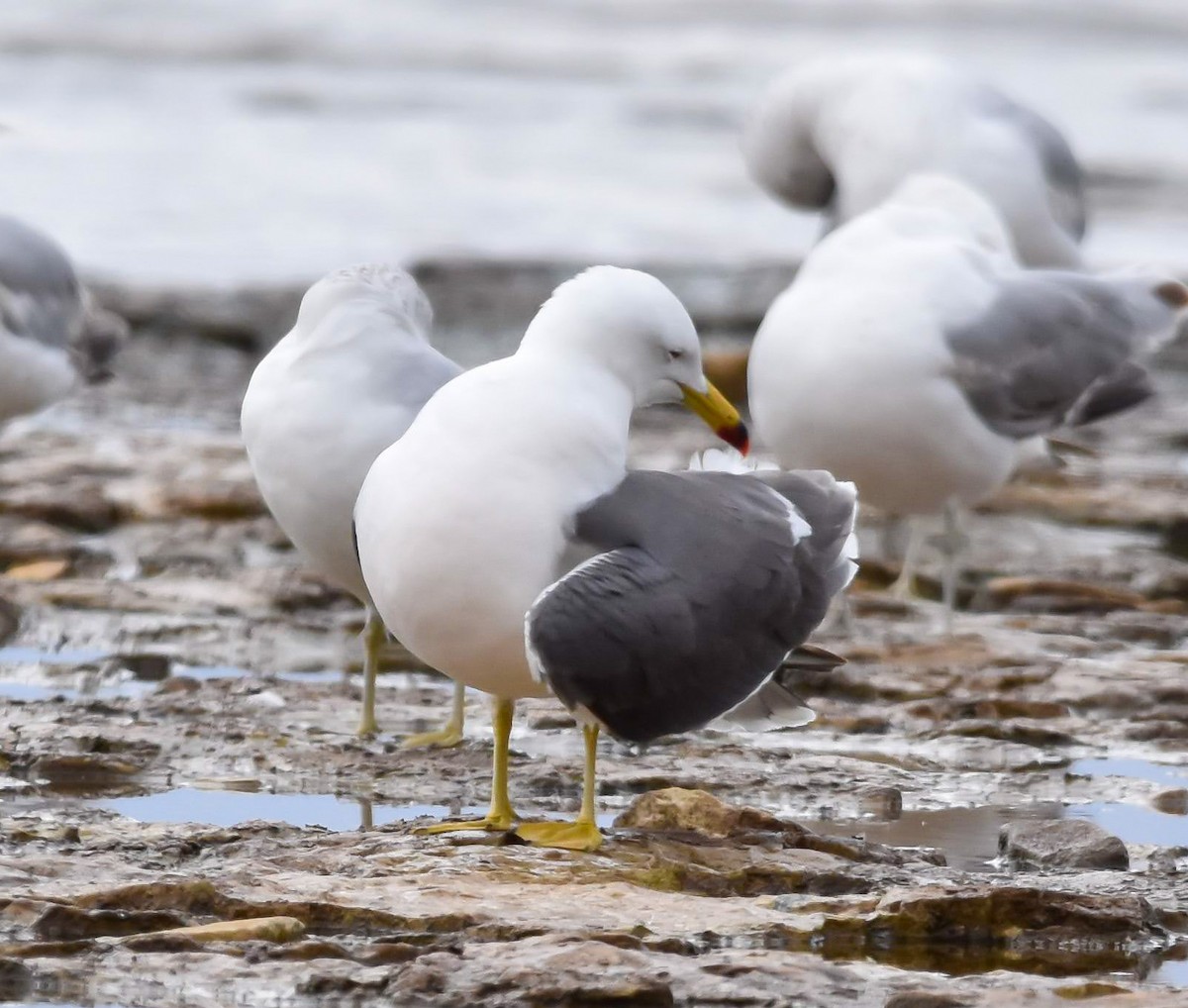 Black-tailed Gull - ML620237140