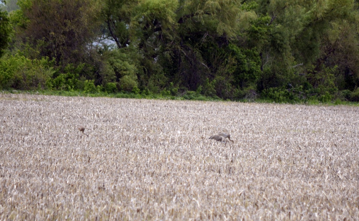 Sandhill Crane - ML620237141