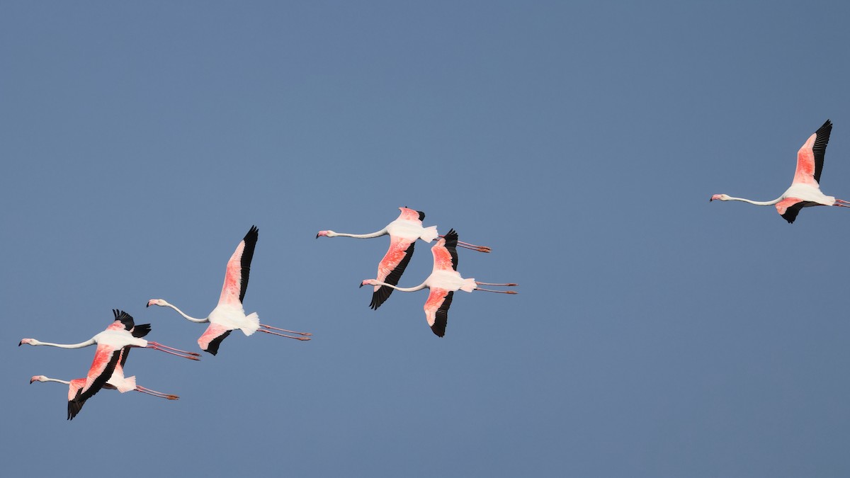 Greater Flamingo - ML620237153