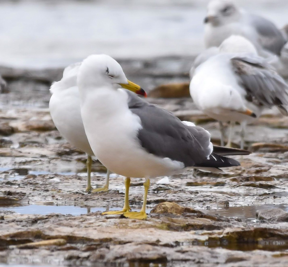 Black-tailed Gull - ML620237158