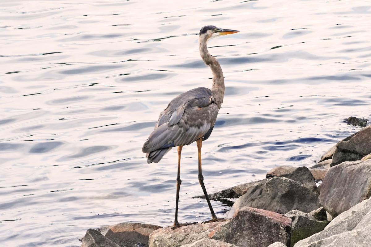 Great Blue Heron - ML620237168