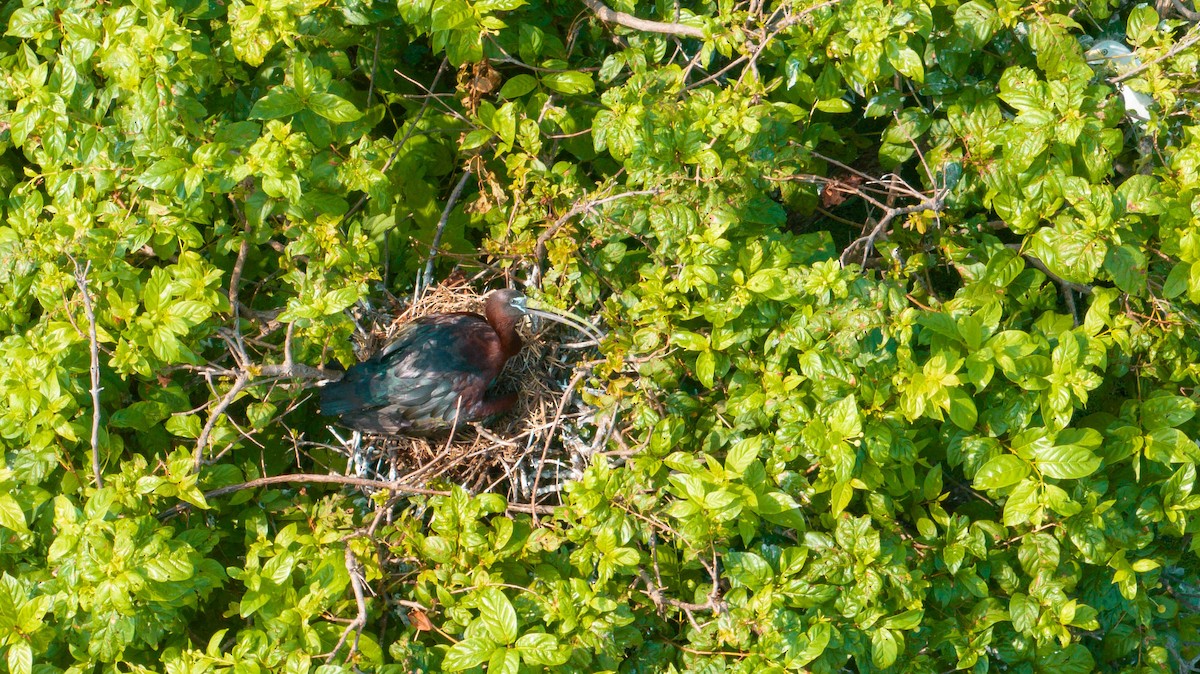 Glossy Ibis - ML620237169