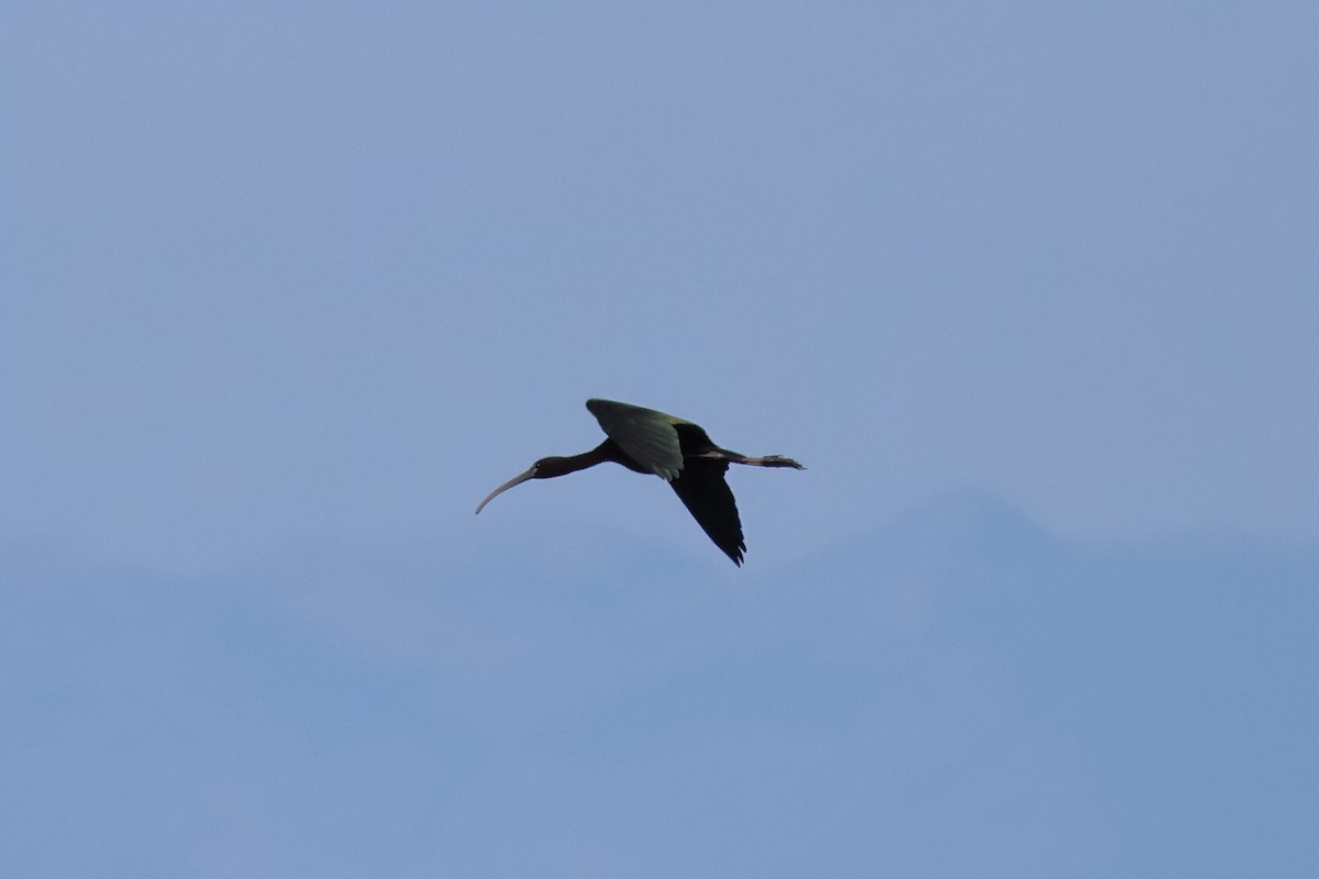ibis hnědý - ML620237172