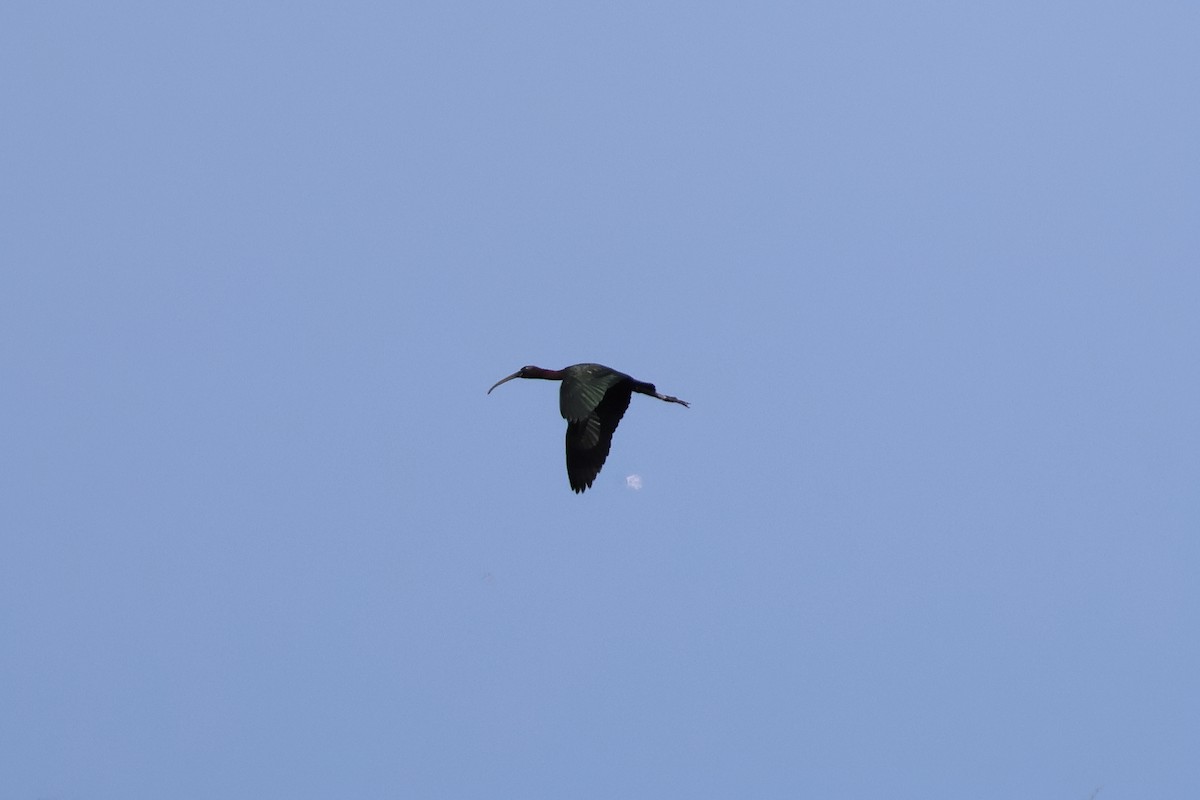 ibis hnědý - ML620237173
