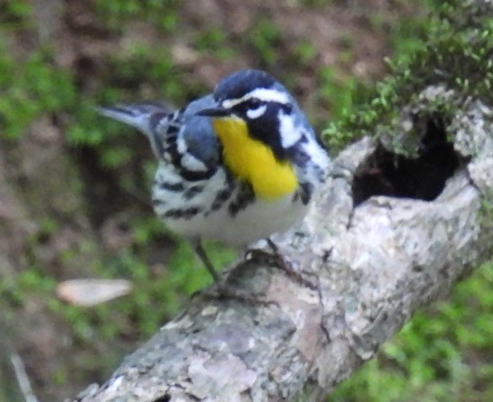 Yellow-throated Warbler - ML620237174