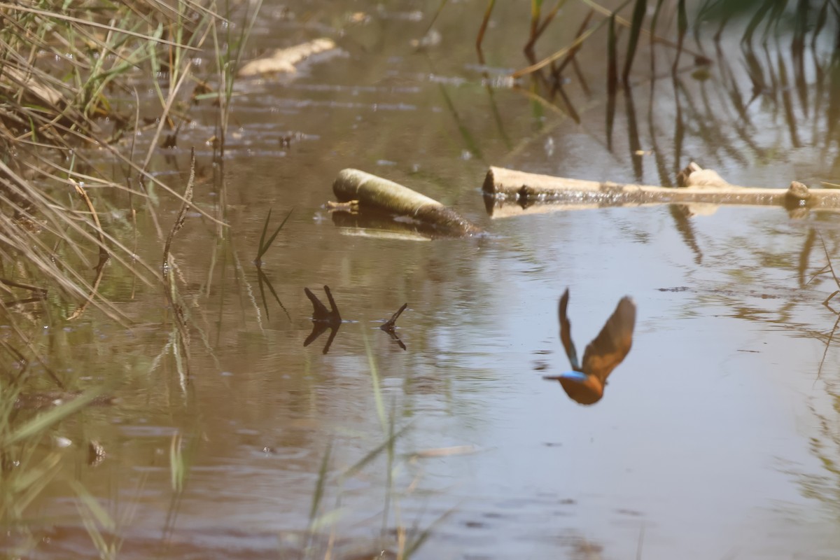 Common Kingfisher - ML620237177