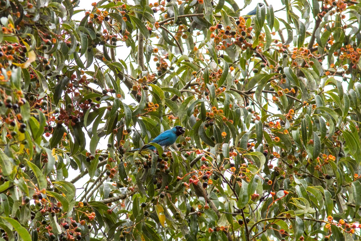 Swallow Tanager - ML620237187