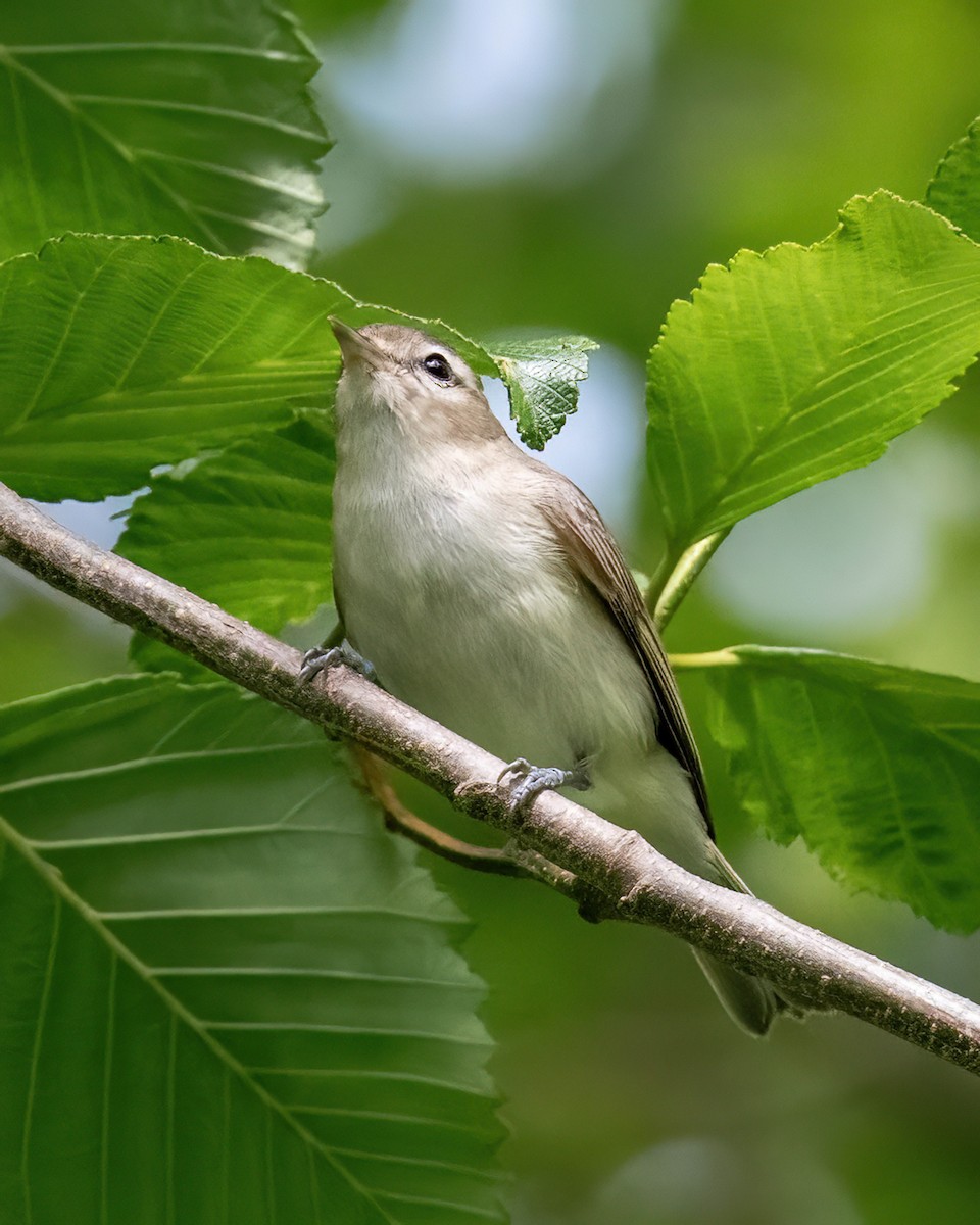 Warbling Vireo - ML620237190