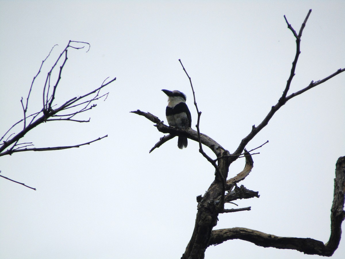 Weißnacken-Faulvogel - ML620237193