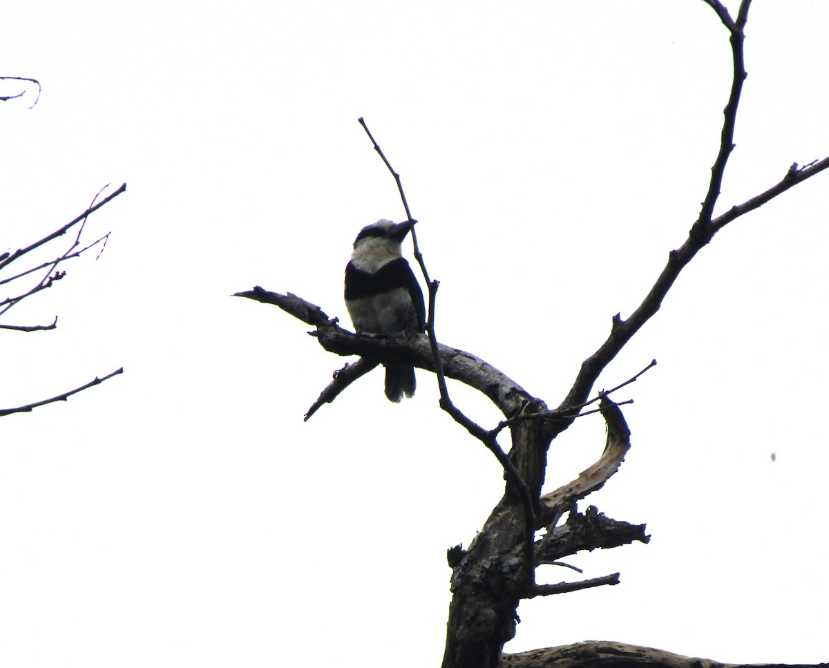 White-necked Puffbird - Liliana Matute Mandujano