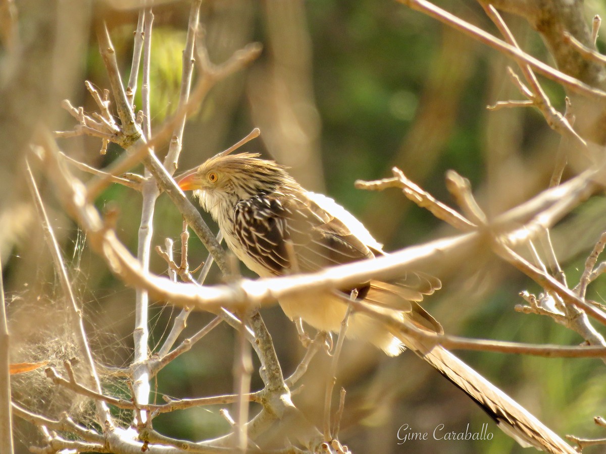 Guira Cuckoo - ML620237197