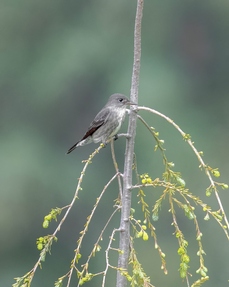 Olive-sided Flycatcher - ML620237200