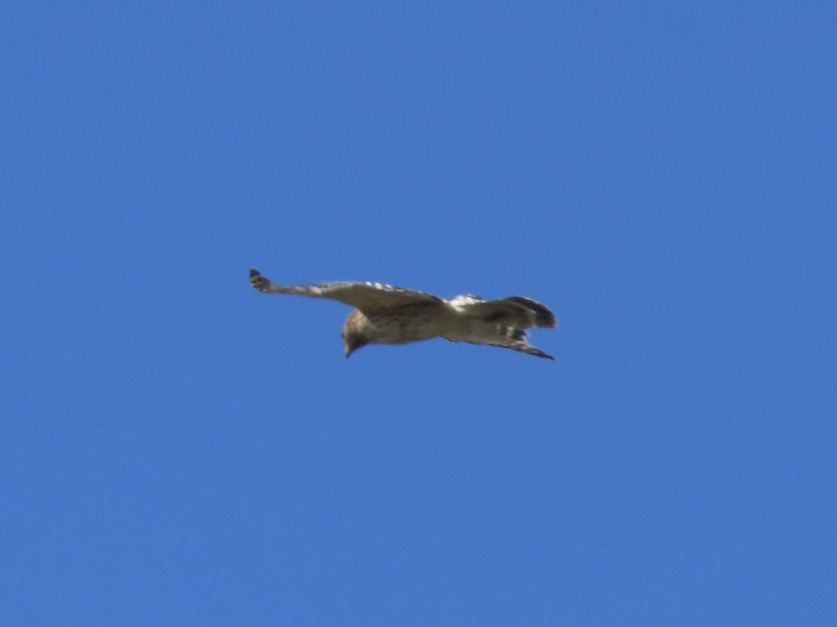 Red-shouldered Hawk (lineatus Group) - ML620237207