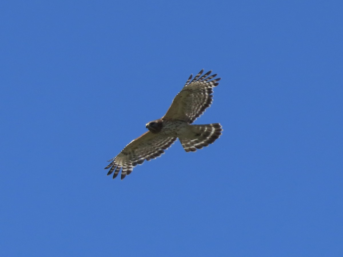 Red-shouldered Hawk (lineatus Group) - ML620237210