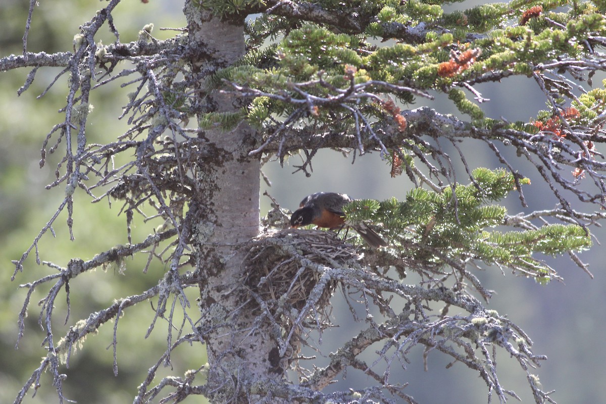 American Robin - ML620237214