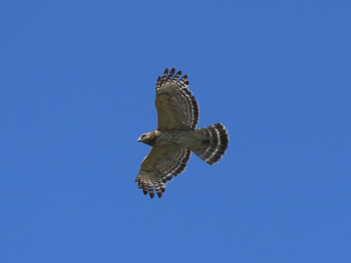 Red-shouldered Hawk (lineatus Group) - ML620237215