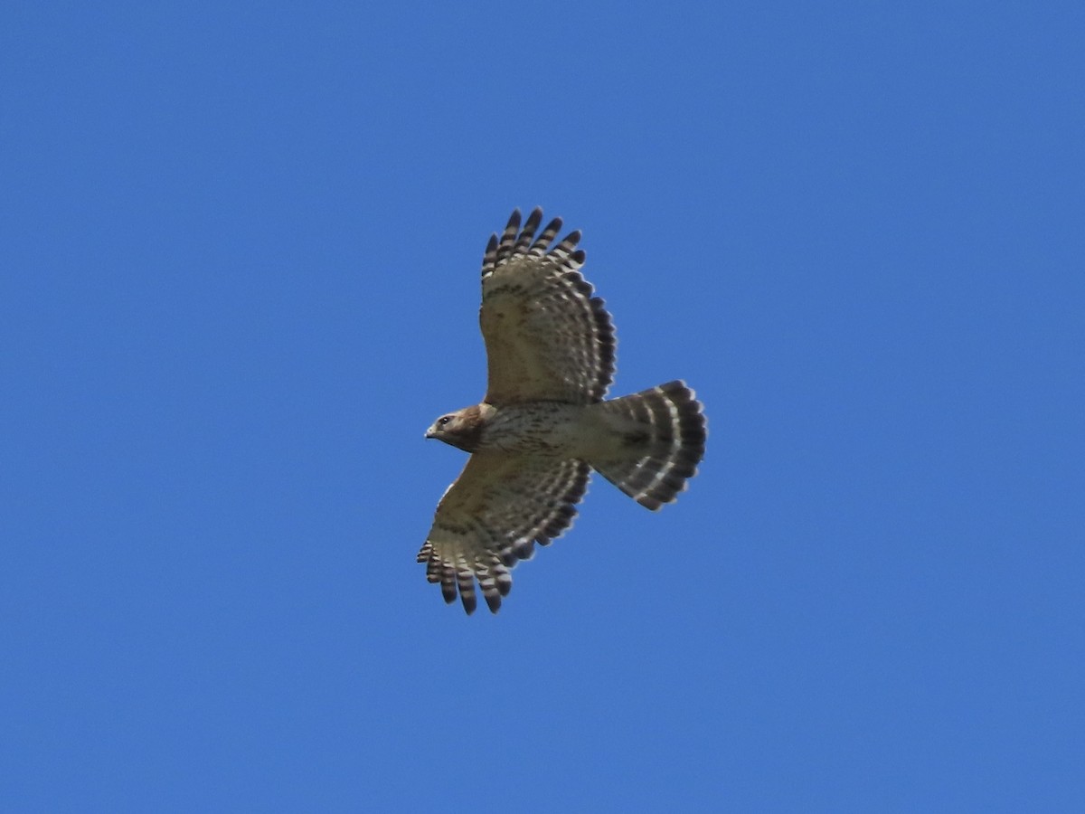 Red-shouldered Hawk - ML620237215