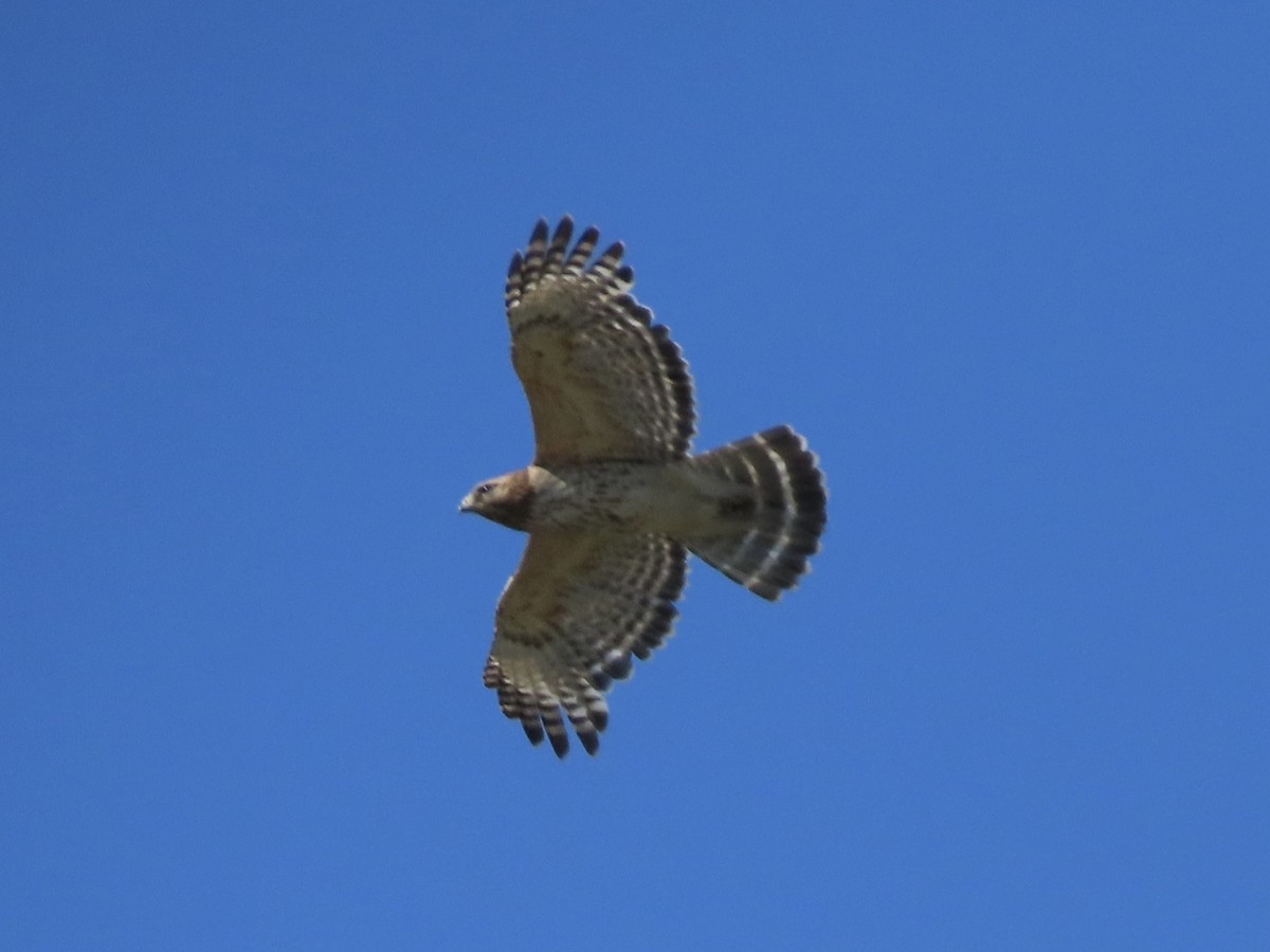 Red-shouldered Hawk - ML620237222