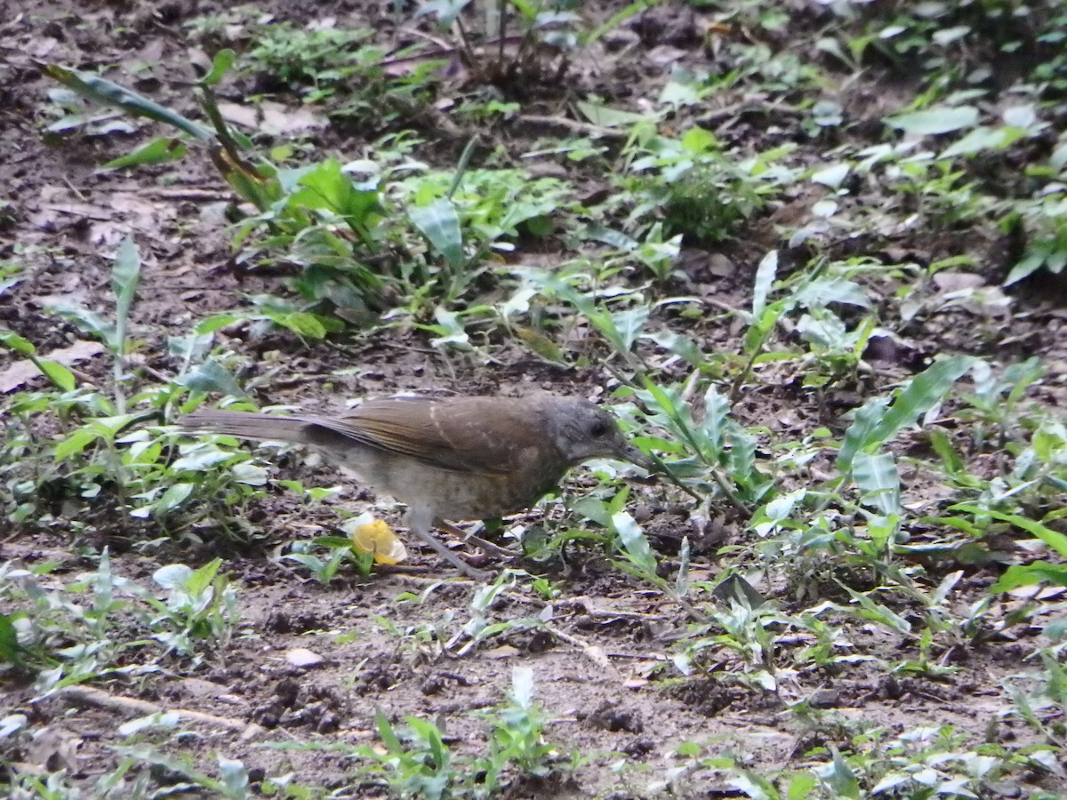 Pale-breasted Thrush - ML620237223
