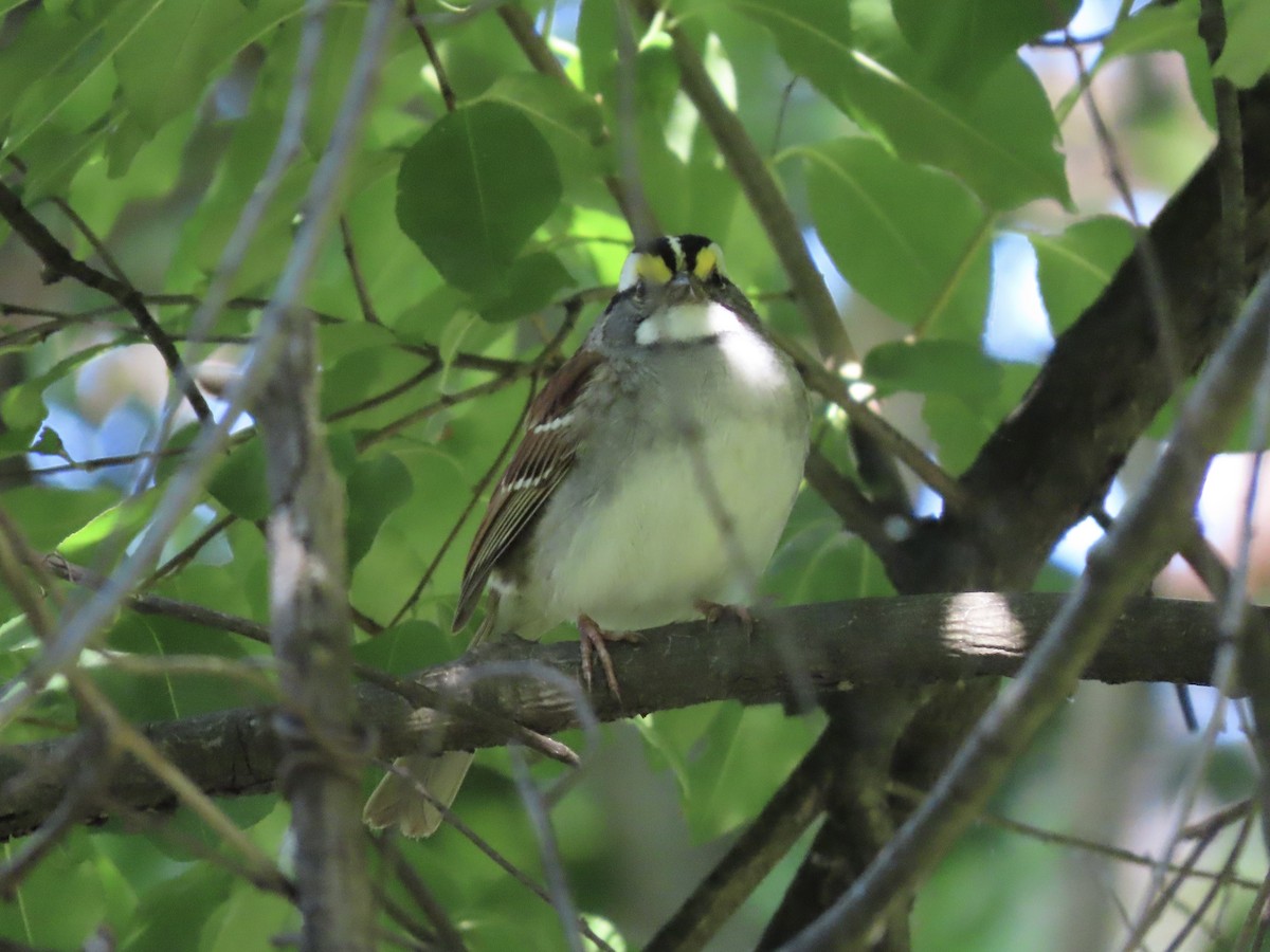 White-throated Sparrow - ML620237232