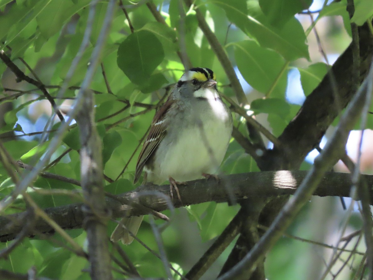 White-throated Sparrow - ML620237234