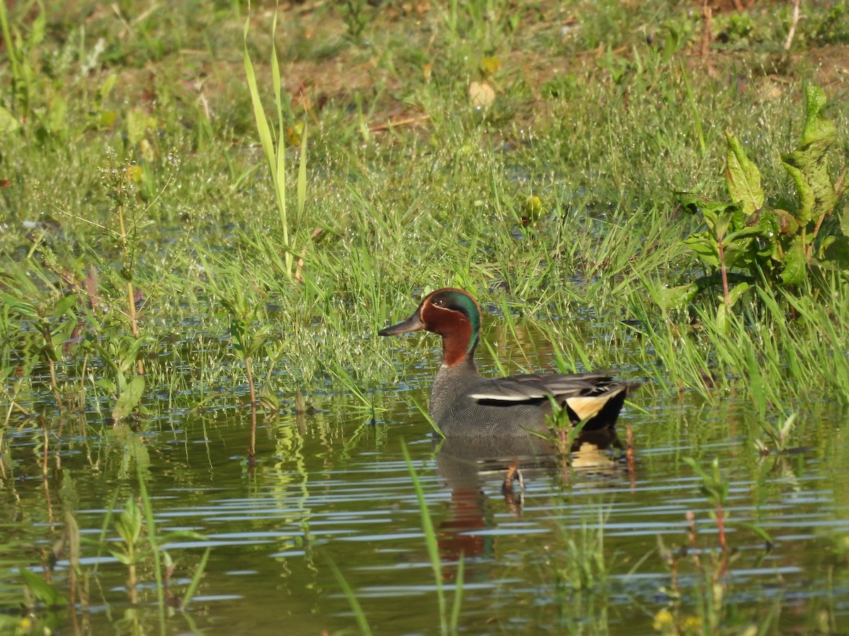 Green-winged Teal - ML620237245