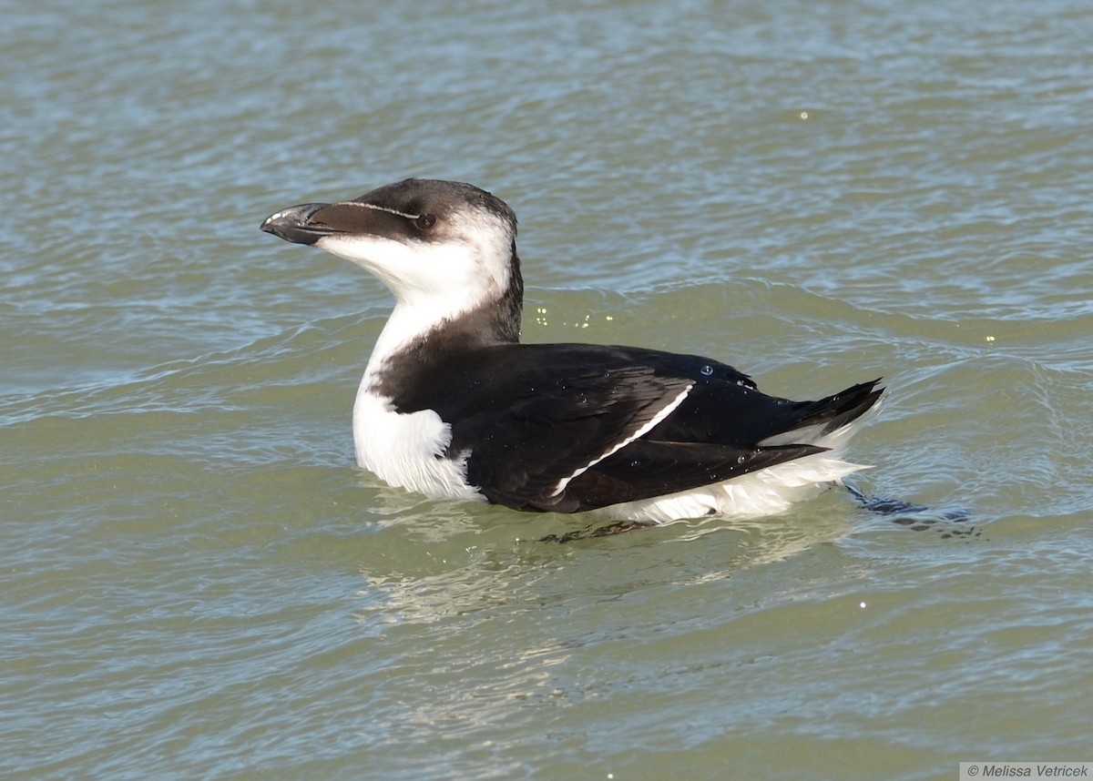 Razorbill - ML620237247