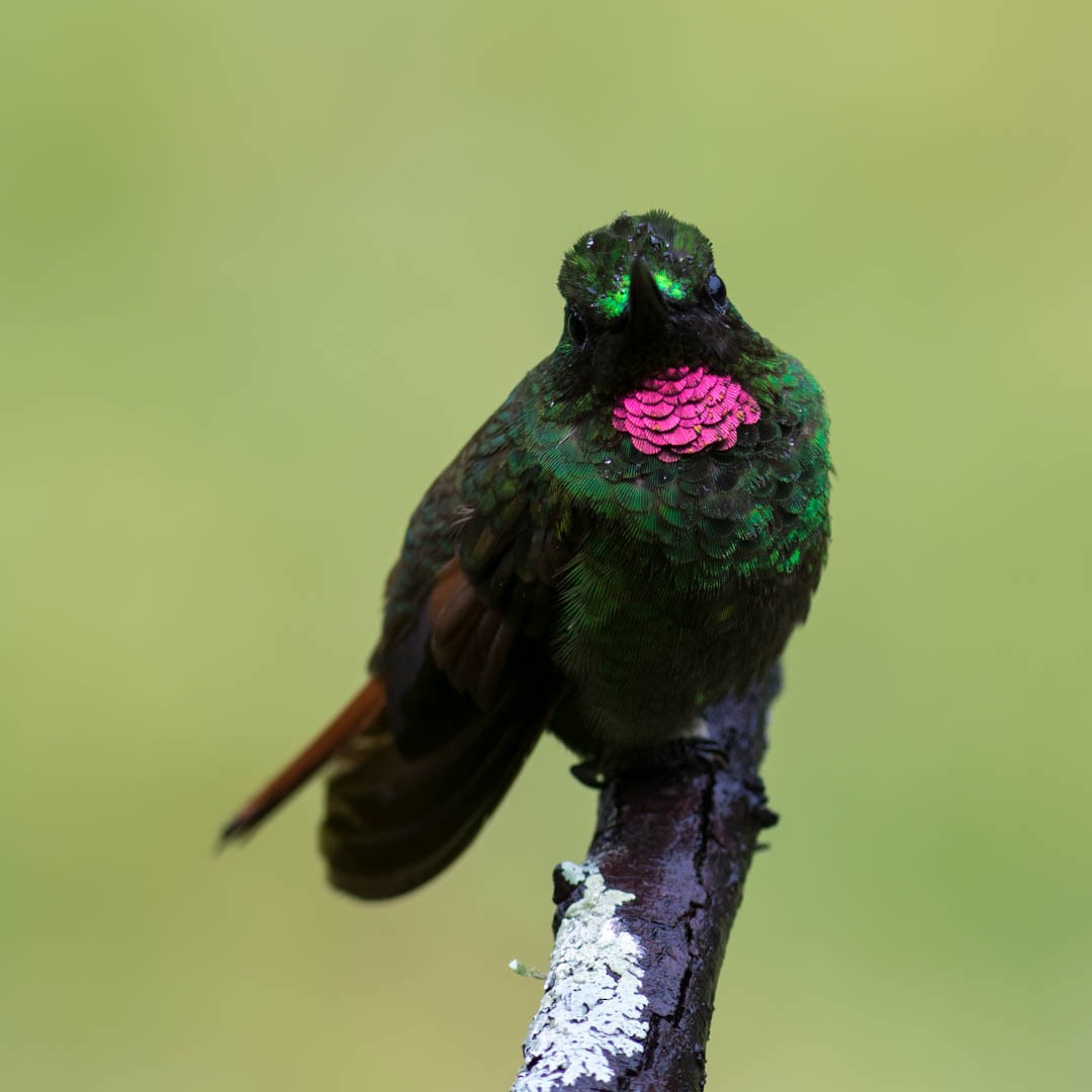 kolibřík brazilský - ML620237249