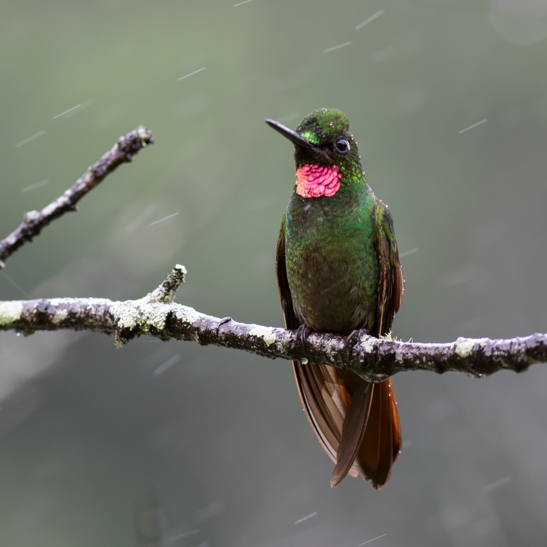 kolibřík brazilský - ML620237251
