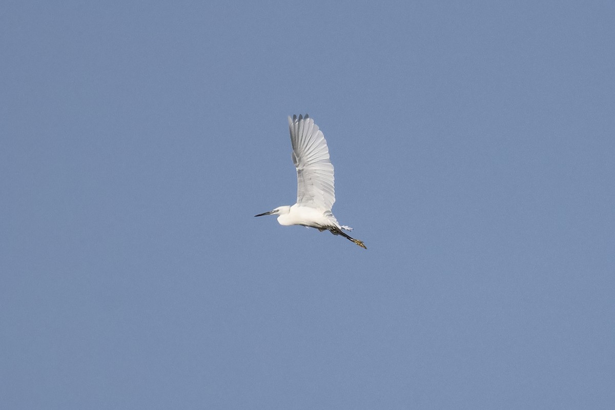 Little Egret - ML620237252