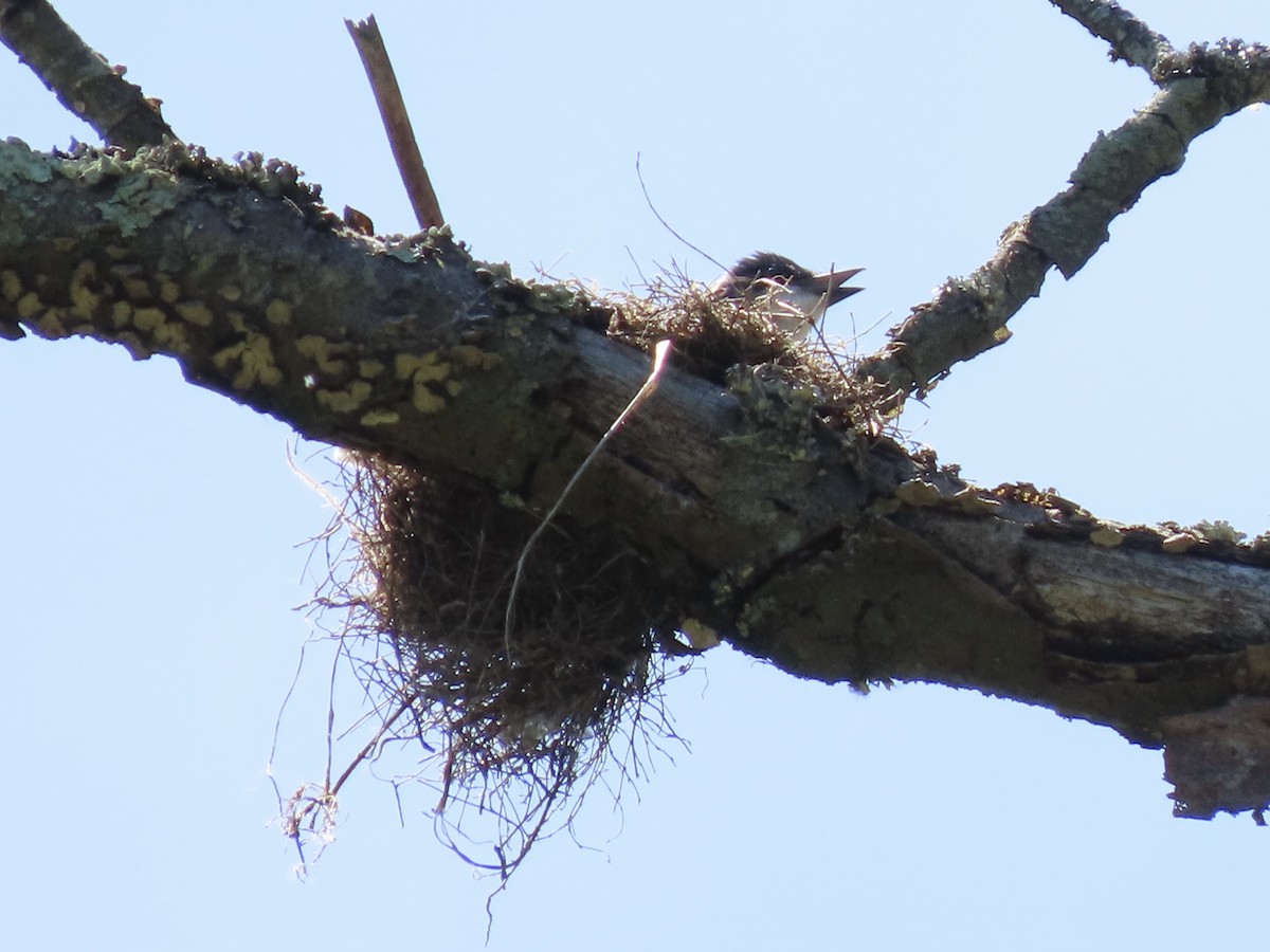 Eastern Kingbird - ML620237259