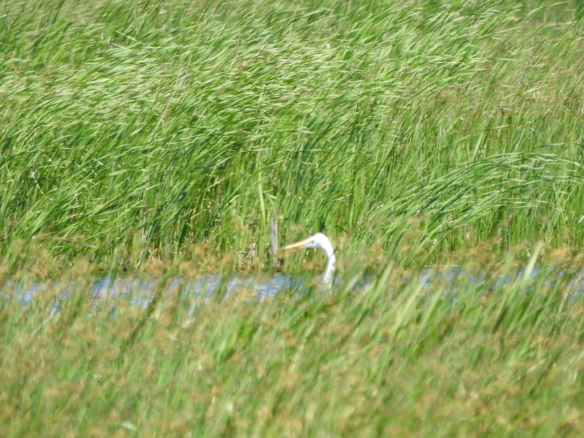 Great Egret - ML620237263