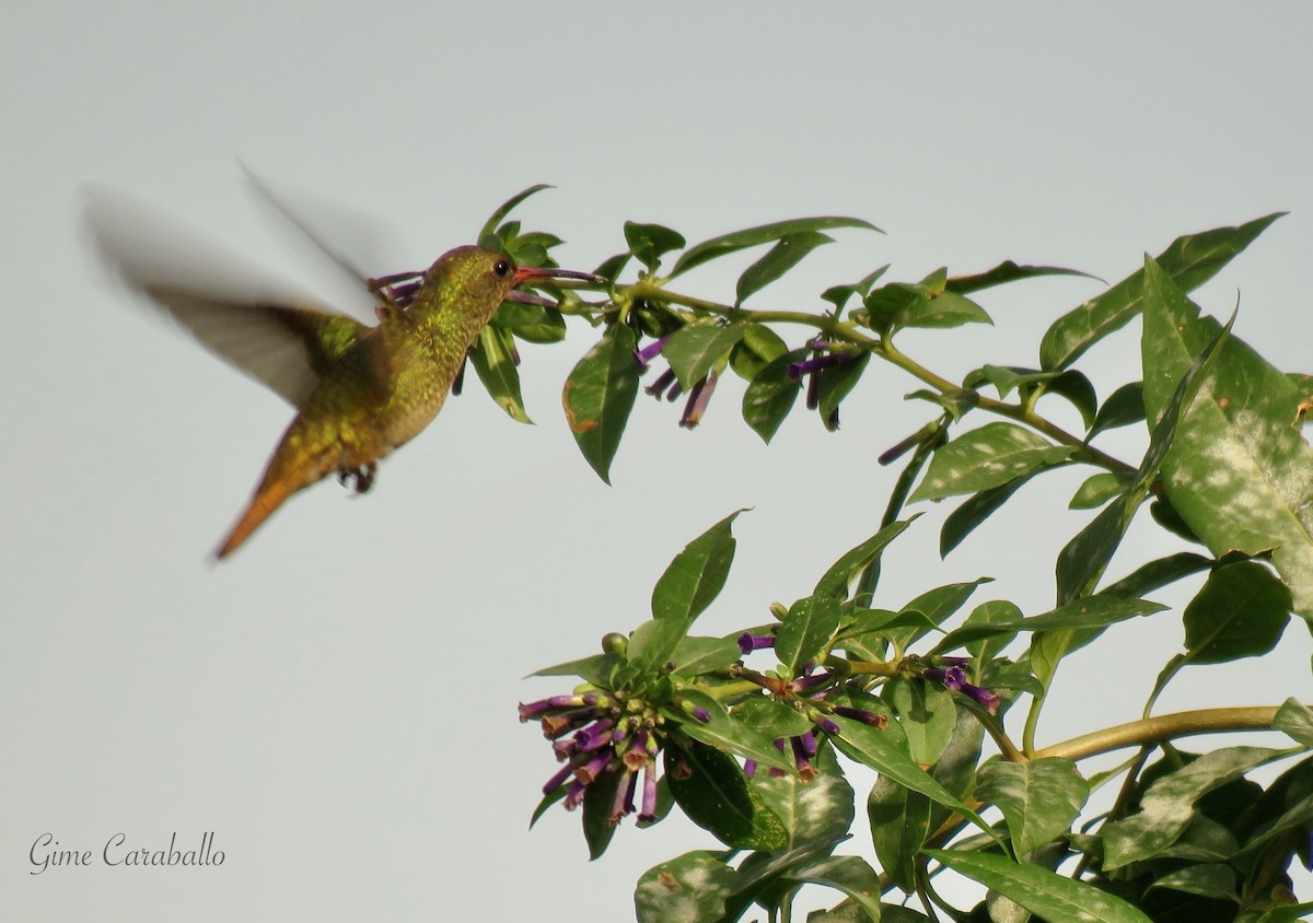 Gilded Hummingbird - ML620237269