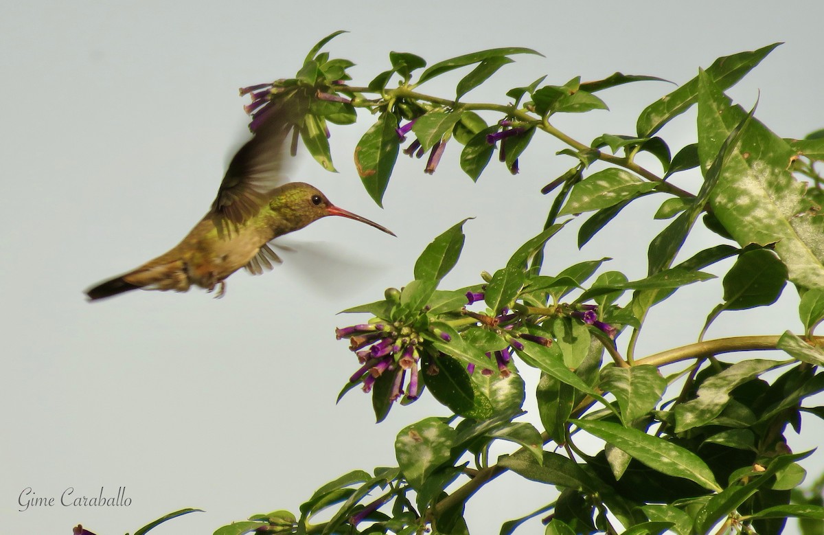 Gilded Hummingbird - ML620237270