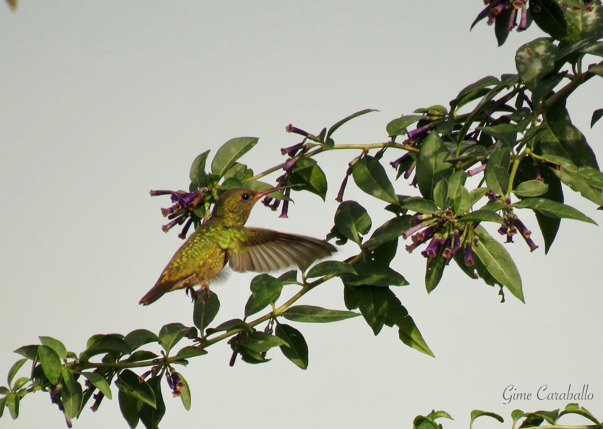Gilded Hummingbird - ML620237271