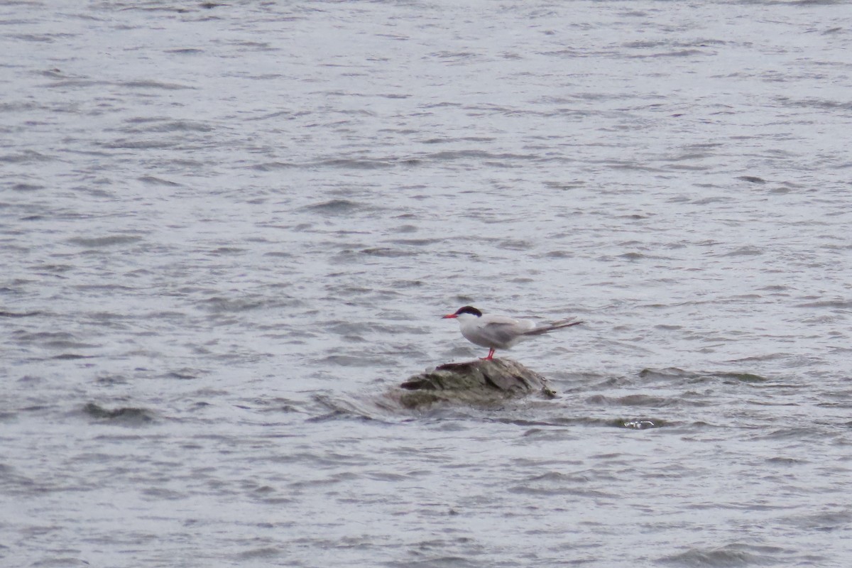 Common Tern - ML620237272