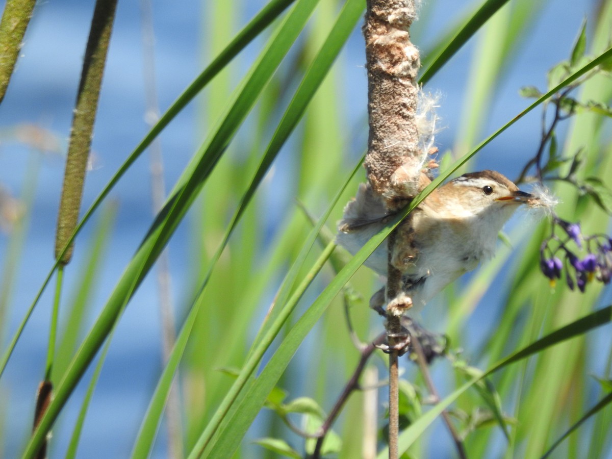 Marsh Wren - ML620237277